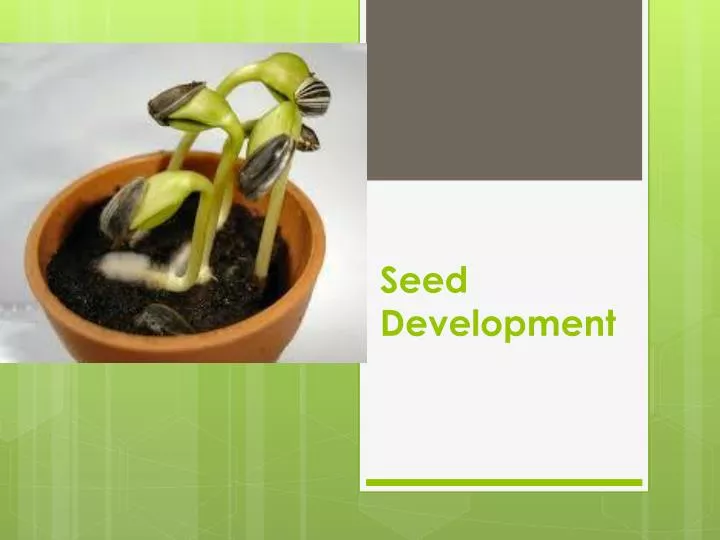 seed development