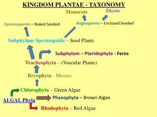 KINGDOM PLANTAE - TAXONOMY