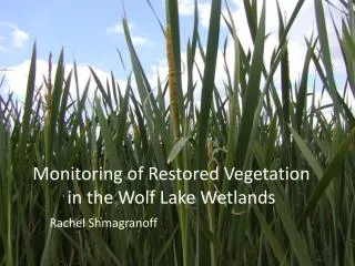 Monitoring of Restored Vegetation in the Wolf Lake Wetlands
