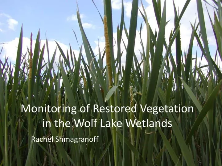 monitoring of restored vegetation in the wolf lake wetlands