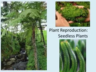 Plant Reproduction: Seedless Plants