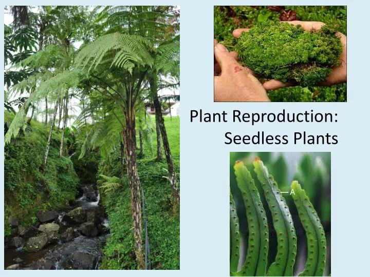 plant reproduction seedless plants