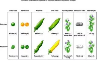 Mendelian Genetics