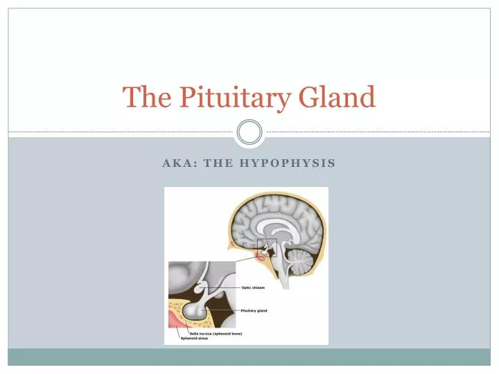 the pituitary gland