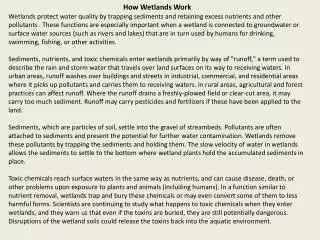 How Wetlands Work