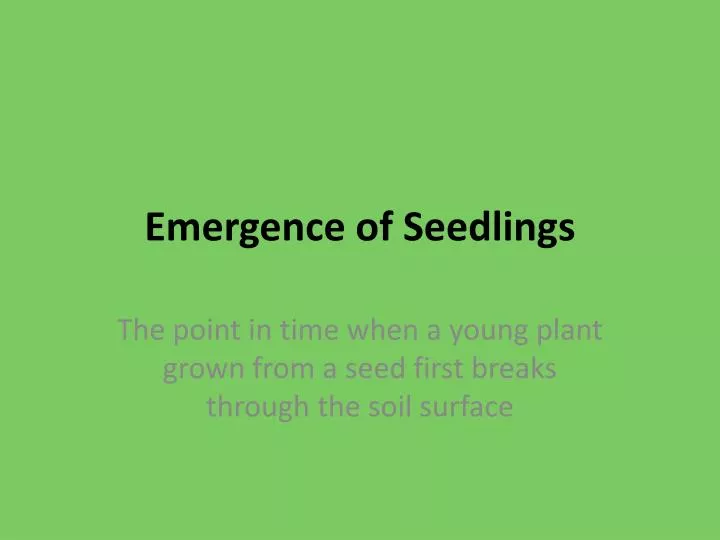 emergence of seedlings