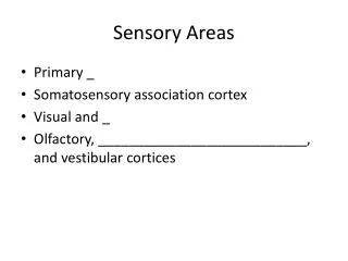 Sensory Areas