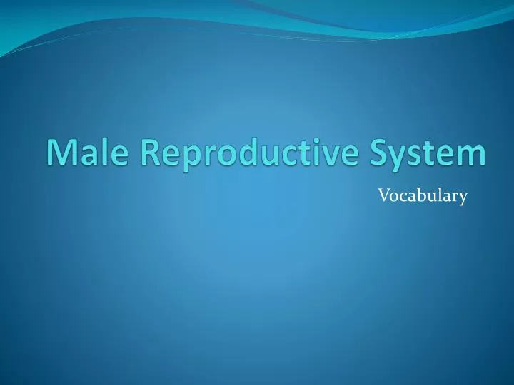 male reproductive system