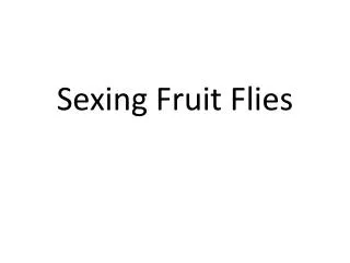 Sexing Fruit Flies