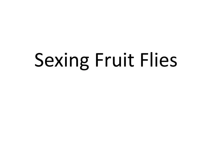 sexing fruit flies