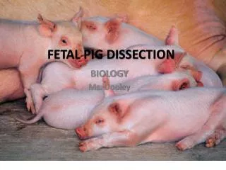 FETAL PIG DISSECTION