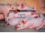 FETAL PIG DISSECTION - slide 1