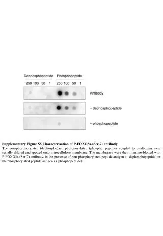 Supplementary Figure S5 Characterisation of P-FOXO3a-(Ser-7) antibody