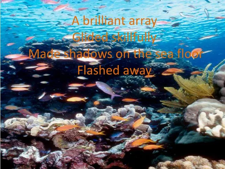 a brilliant array glided skillfully m ade shadows on the sea floor flashed away