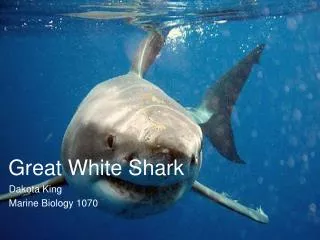 Great White Shark