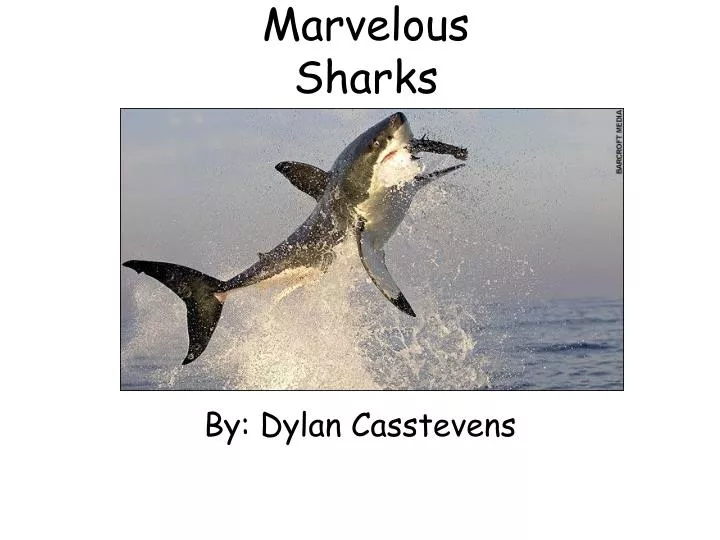 marvelous sharks