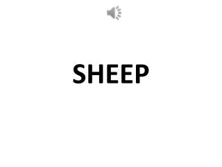 sheep