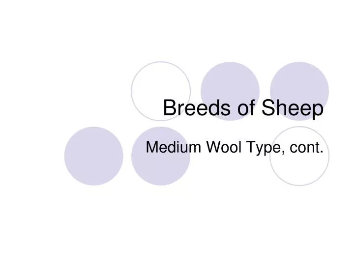 breeds of sheep