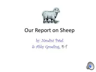 Our Report on Sheep