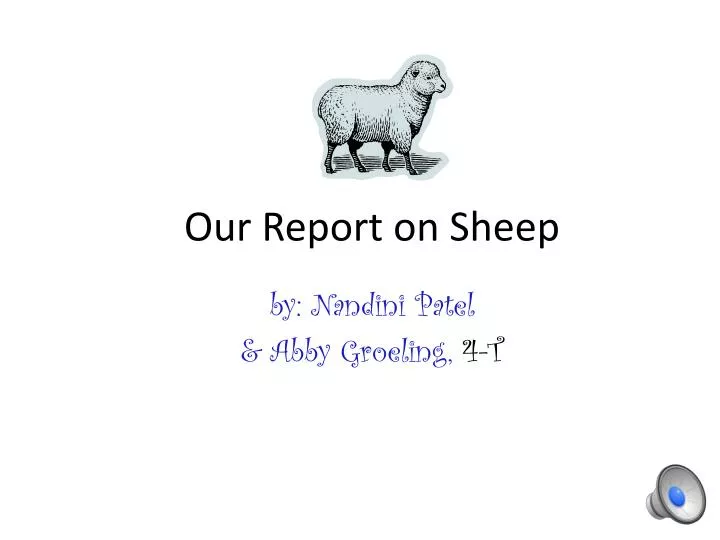 our report on sheep