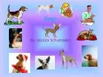 Dogs - slide 1