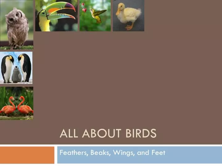all about birds