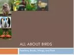 All about Birds - slide 1