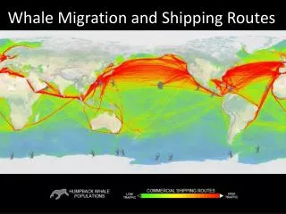 Whale Migration and Shipping Routes