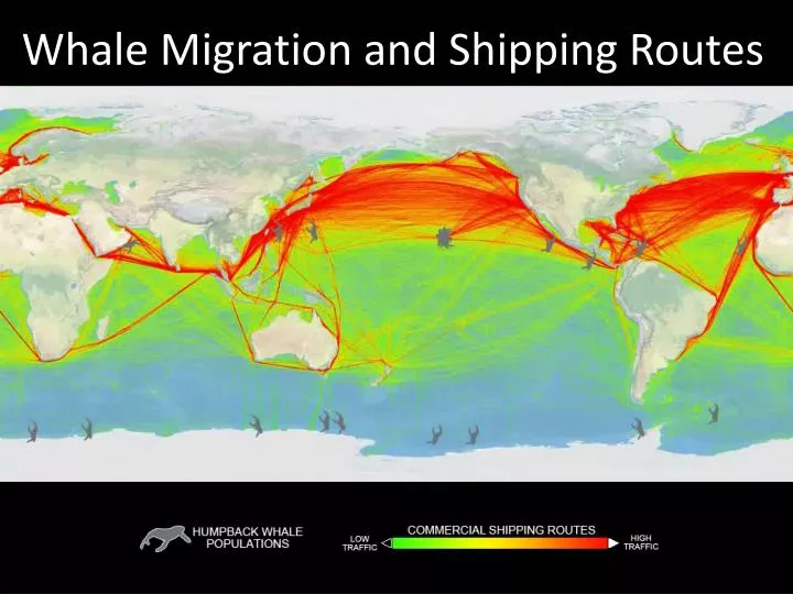 whale migration and shipping routes