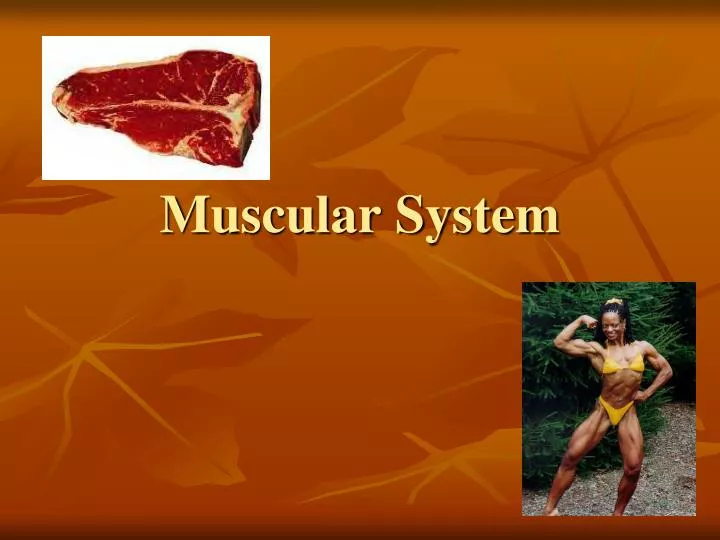 muscular system