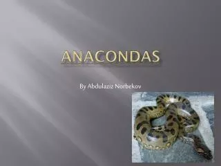 Anacondas