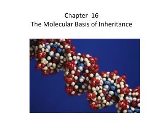 Chapter 16 The Molecular Basis of Inheritance