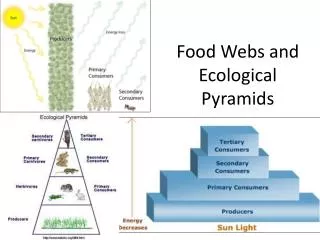 Food Webs and Ecological Pyramids