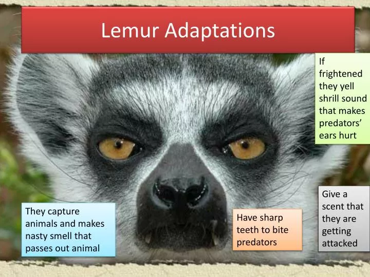 lemur adaptations