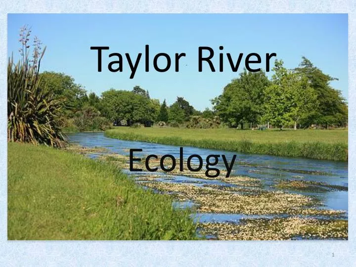 taylor river