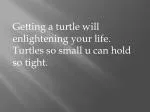 Getting a turtle will enlightening your life. Turtles so small u can hold so tight. - slide 1