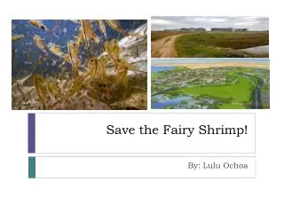 Save the Fairy Shrimp!