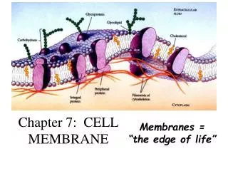 Chapter 7: CELL MEMBRANE