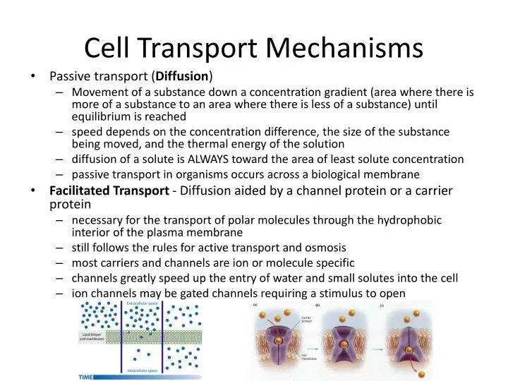 cell transport mechanisms