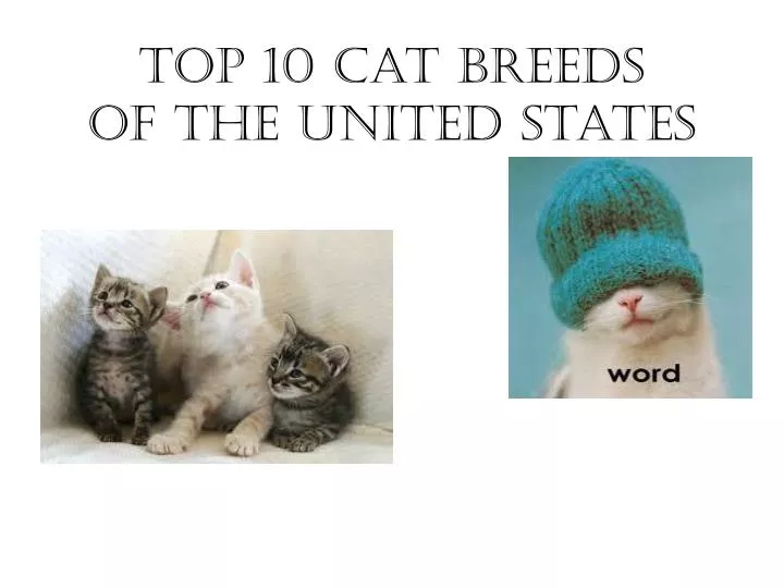 top 10 cat breeds of the united states
