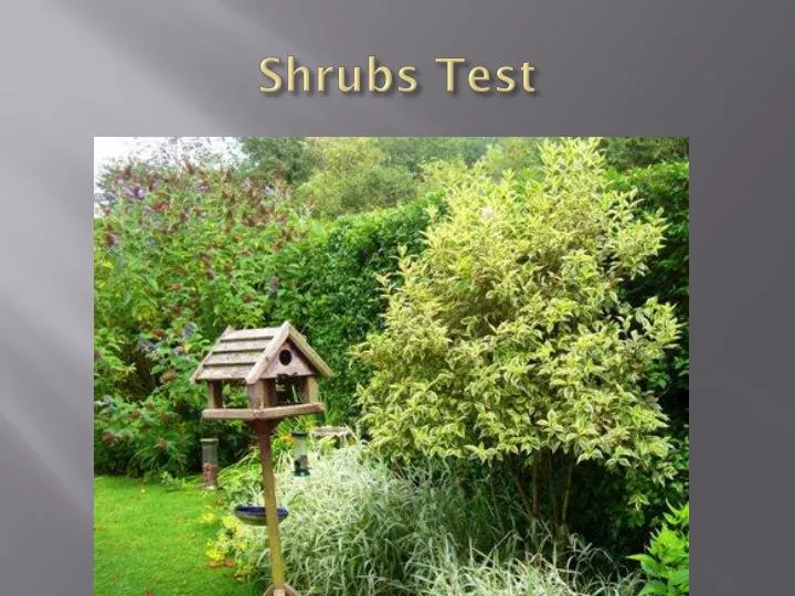 shrubs test