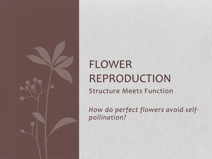 flower reproduction