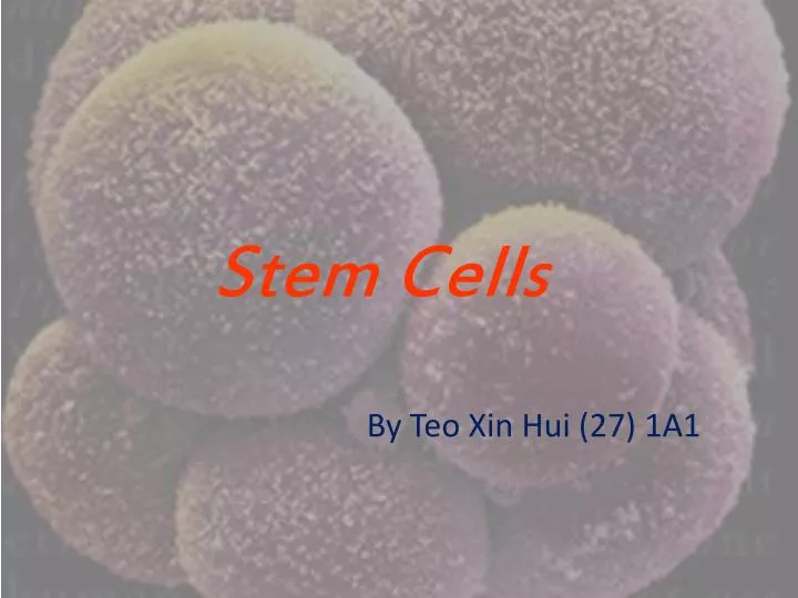 stem cells