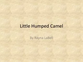 Little Humped Camel