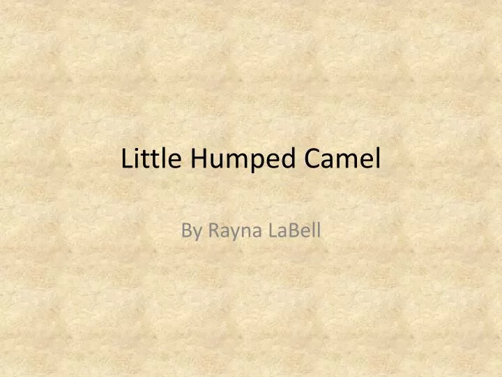 little humped camel