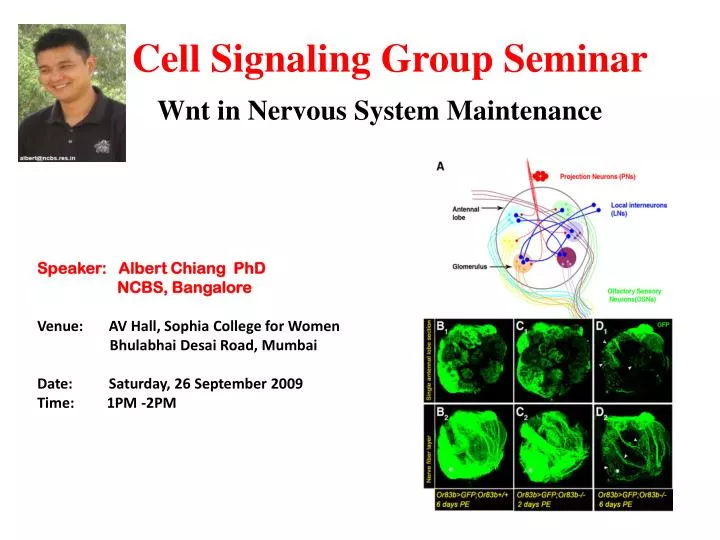 cell signaling group seminar wnt in nervous system maintenance