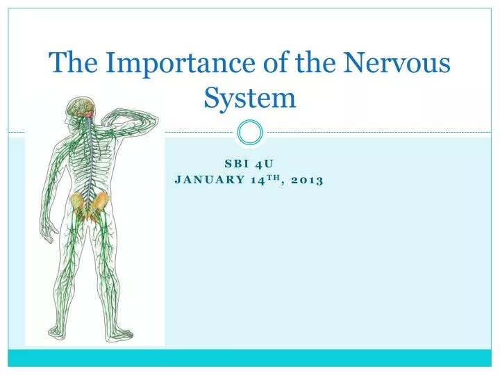 the importance of the nervous system
