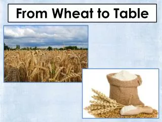 From Wheat to Table