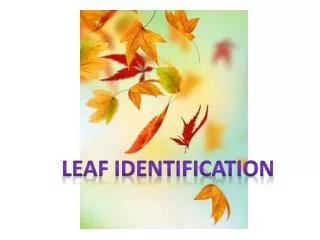 Leaf Identification