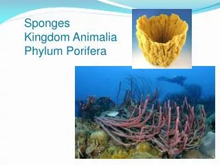 Sponges Kingdom Animalia Phylum Porifera